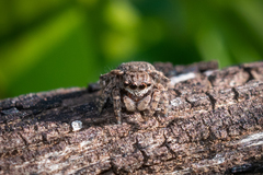 Maratus vespertilio