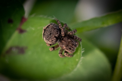 Maratus vespertilio