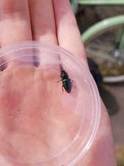 Harpalus honestus