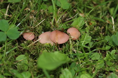 Calocybe persicolor