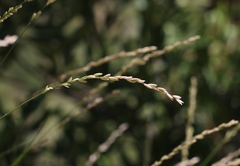 Melica californica