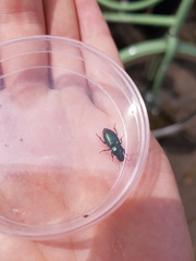 Harpalus honestus