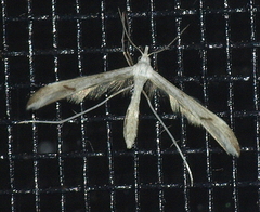 Platyptilia celidotus