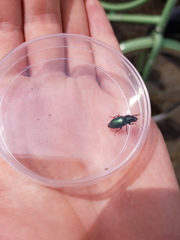 Harpalus honestus