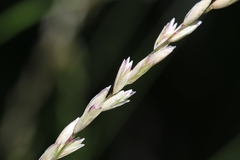 Melica californica