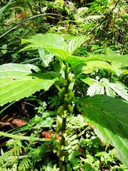 Paraphlomis javanica