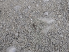 Opiliones