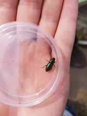 Harpalus honestus