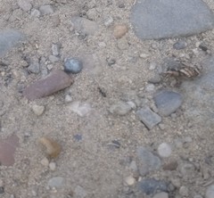 Formicidae