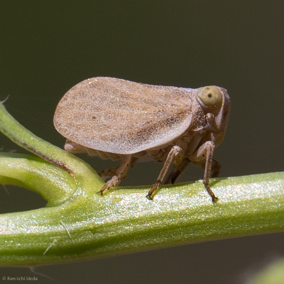 Agalmatium bilobum