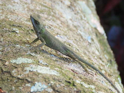 Short-legged Japalure, Diploderma brevipes