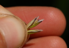Melica californica