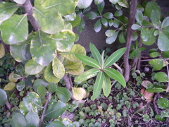Euphorbia mellifera