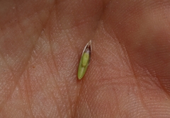 Melica californica