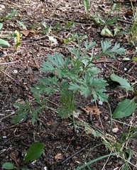 Artemisia absinthium