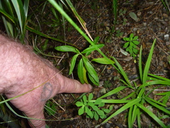 Gomphocarpus fruticosus