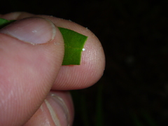 Gomphocarpus fruticosus