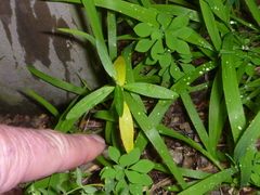 Gomphocarpus fruticosus