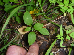 Alstroemeria psittacina