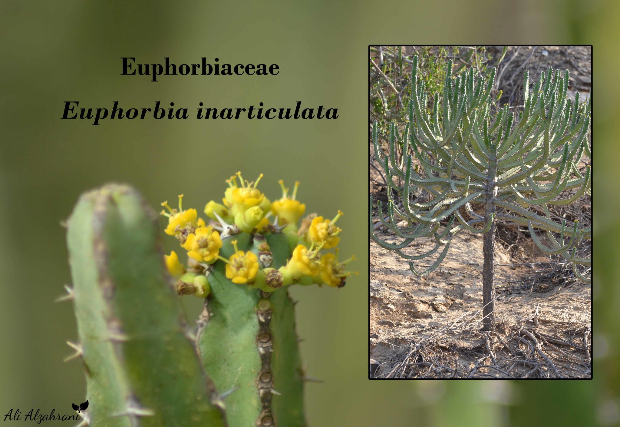 Euphorbia inarticulata