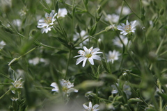Stellaria dichotoma