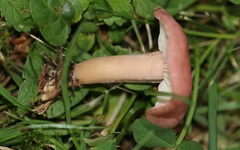 Calocybe persicolor