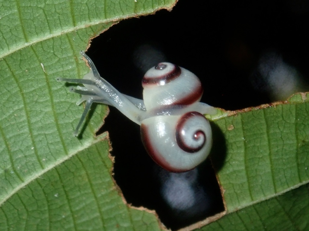 Chloraea intorta