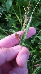 Carex shortiana