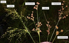 Juncus interior