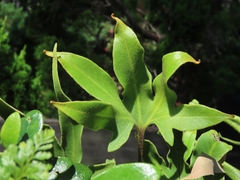 Pyrrosia polydactylos