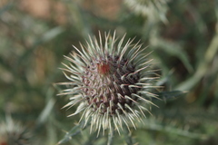 Ancathia igniaria