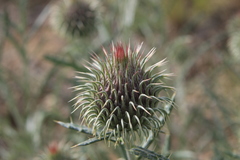 Ancathia igniaria