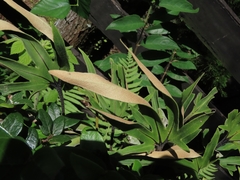 Pyrrosia polydactylos