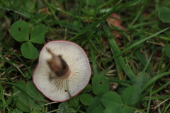 Calocybe persicolor
