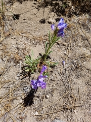 Penstemon