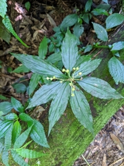 Pollia japonica