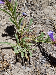 Penstemon