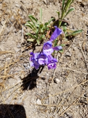 Penstemon
