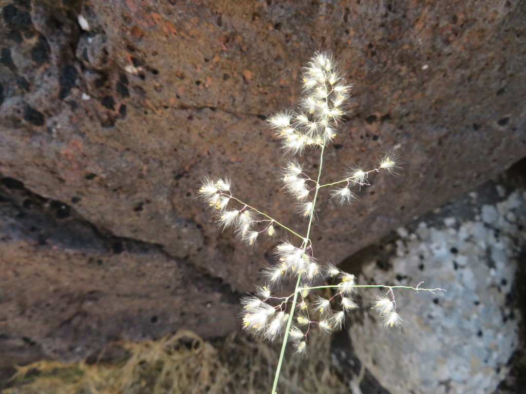Cerrillo blanco