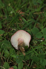 Calocybe persicolor