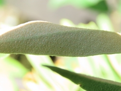 Pyrrosia polydactylos