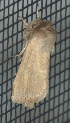 Bathytricha leonina
