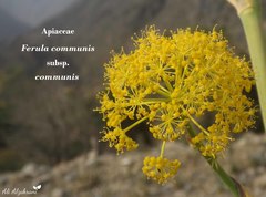 Ferula communis communis