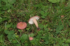 Calocybe persicolor