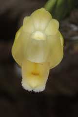 Dendrobium leonis