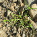 Cyperus michelianus - Photo (c) יאיר אור, some rights reserved (CC BY-NC-SA), uploaded by יאיר אור