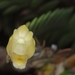 Dendrobium leonis - Photo (c) venus5026,  זכויות יוצרים חלקיות (CC BY-NC), הועלה על ידי venus5026
