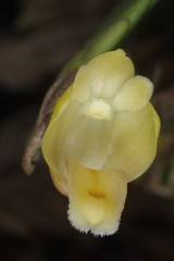 Dendrobium leonis