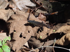 Eutropis rugifera