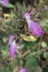 Dicliptera clinopodia